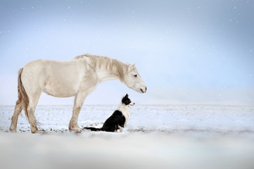  dog border collie and white horse best friends beautiful winter portrait magic look - obrazy, fototapety, plakaty