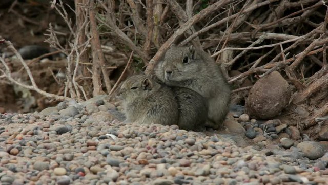 Atlas Gundi rodent family outside the nest in Argentina