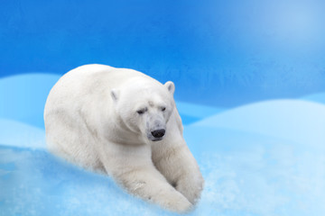 Obraz na płótnie Canvas Polar bear on the snow background collage