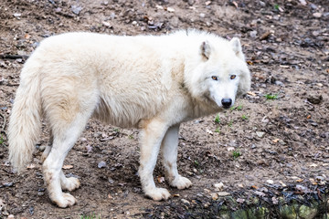 Obraz premium Loup arctique