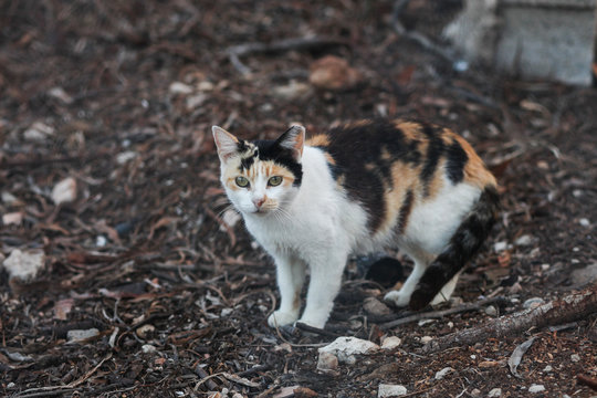 A homeless cat lives on an abondoned yard in Spain with other cats. It has been sterilized in a trap-neuter-release action as can be seen by the clipped left ear (ear-tipping).