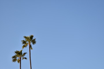 Obraz premium palm and blue sky