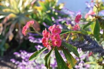 pink flowers in the garden