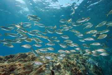Fototapeta na wymiar A school of fish underwater in the Mediterranean sea (Sarpa salpa fish), Begur, Catalonia, Costa Brava, Spain
