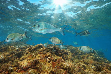 Sea breams fish underwater in the Mediterranean sea (gilt head and white seabreams), France