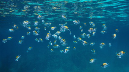 Fototapeta na wymiar Shoal of sergeant major fish underwater near sea surface, The Bahamas