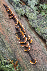Wild fungi on decaying stem of a dead tree