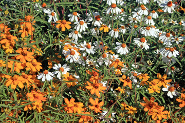 Orange and White Flowers