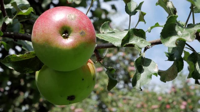 Fruit tree. Juicy red apple on the tree branch.