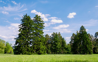 Obraz premium landscape, trees, meadow with flowering herbs