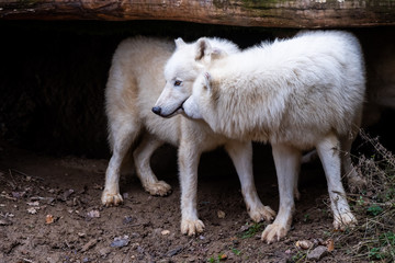 Loup arctique