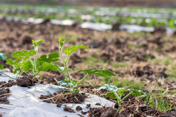 Close-up leaves of rows planted watermelons.