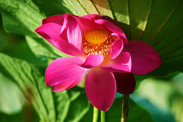 Fototapety na wymiar - Fototapeta24.pl