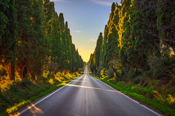 Bolgheri famous cypresses tree straight boulevard. Maremma, Tuscany, Italy - obrazy, fototapety, plakaty