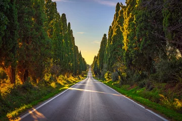Tuinposter Bolgheri famous cypresses tree straight boulevard. Maremma, Tuscany, Italy © stevanzz