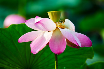 The beautiful blooming lotus flowers in summer.