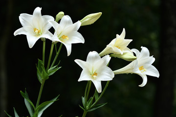 Fototapeta na wymiar White lily flowers on a black background