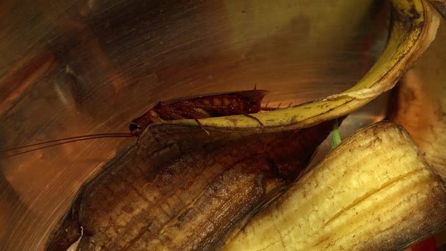 Massive american cockroach , periplaneta americana, that hides between the kitchen food residues.