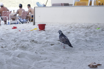 pigeon on sand