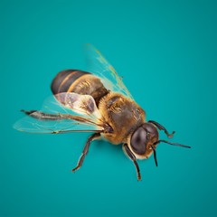 Bee isolated on the white background
