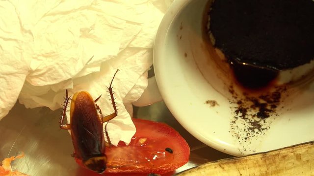 Massive american cockroach , periplaneta americana, that hides between the kitchen food residues.