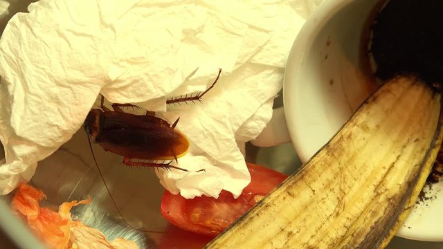 Massive american cockroach , periplaneta americana, that hides between the kitchen food residues.