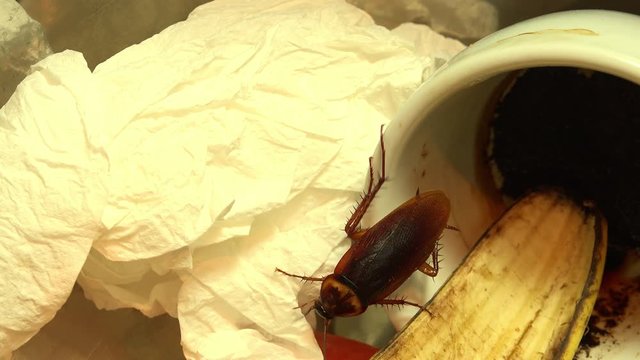 Massive american cockroach , periplaneta americana, that hides between the kitchen food residues.