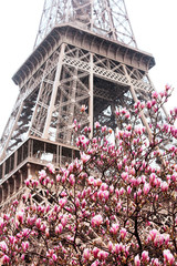 Eiffel tower in blooming magnolia trees, Paris in spring, France