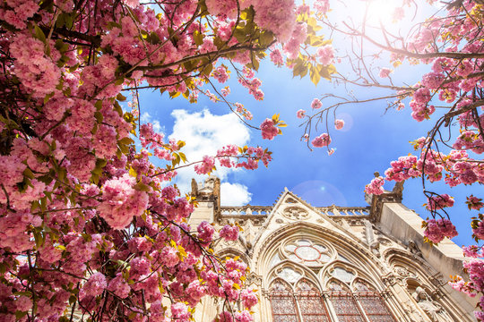 Notre Dame in the flowers of cherries in the spring