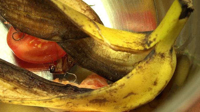 Massive american cockroach , periplaneta americana, that hides between the kitchen food 