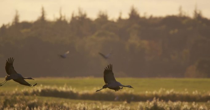 common cranes in autumn - vorpommern, Germany