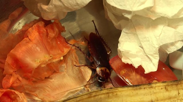 Massive american cockroach , periplaneta americana, that hides between the kitchen food residues.