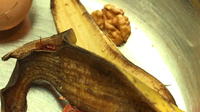 Massive american cockroach , periplaneta americana, that hides between the kitchen food residues.