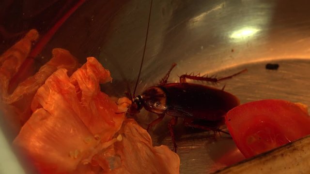 Massive american cockroach , periplaneta americana, that hides between the kitchen food residues.