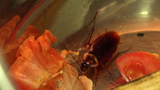 Massive american cockroach , periplaneta americana, that hides between the kitchen food residues.