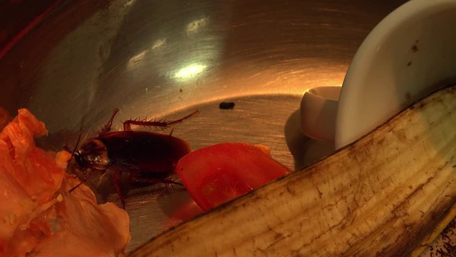 Massive american cockroach , periplaneta americana, that hides between the kitchen food residues.
