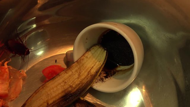 Massive american cockroach , periplaneta americana, that hides between the kitchen food residues.