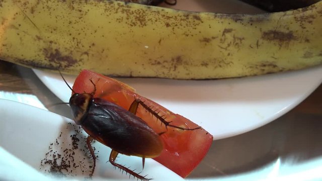 Massive american cockroach , periplaneta americana, that hides between the kitchen food residues.