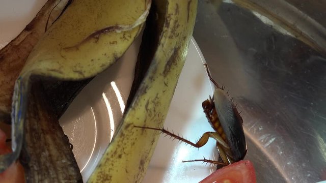 Massive american cockroach , periplaneta americana, that hides between the kitchen food residues.