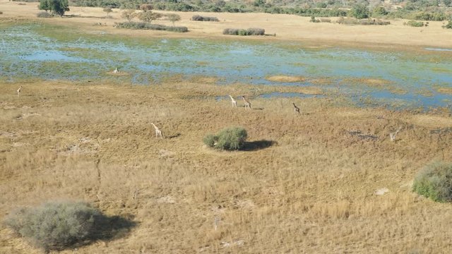 Wildlife aerial Okavango Delta Botswana Africa