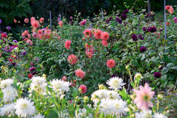 Dahlia flowers during blossoming