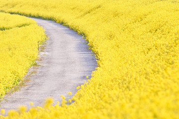 菜の花畑　一面　堤防　一本道