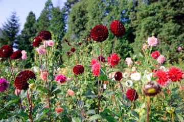 Dahlia flowers during blossoming