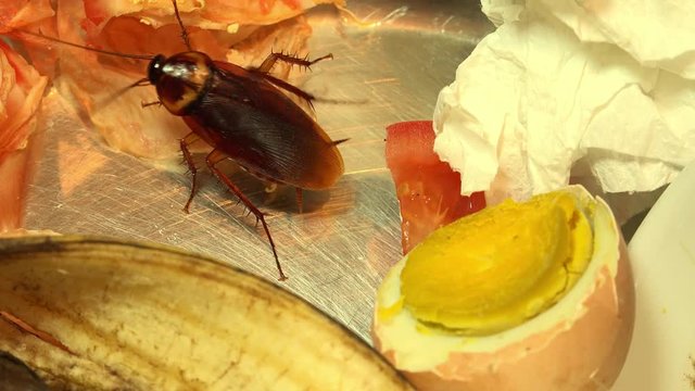 Massive american cockroach , periplaneta americana, that hides between the kitchen food residues.