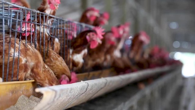 Chicken in the factory, Hens in cages industrial farm in Thailand, Animal and agribusiness, Food production and industry concept