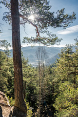 mountain view through the trees on the whole frame