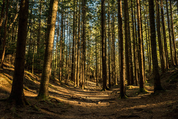 coniferous forest of trees with a full frame trail