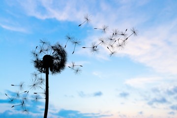 Close up of grown dandelion and dandelion seeds isolated on