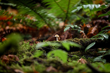mushroom on log