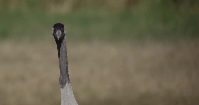 common cranes in autumn - vorpommern, Germany